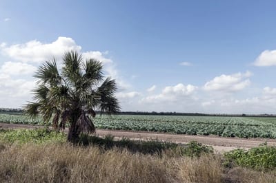 One Palm Tree, One Field, One River — What a Cameron County Photograph Tells Us